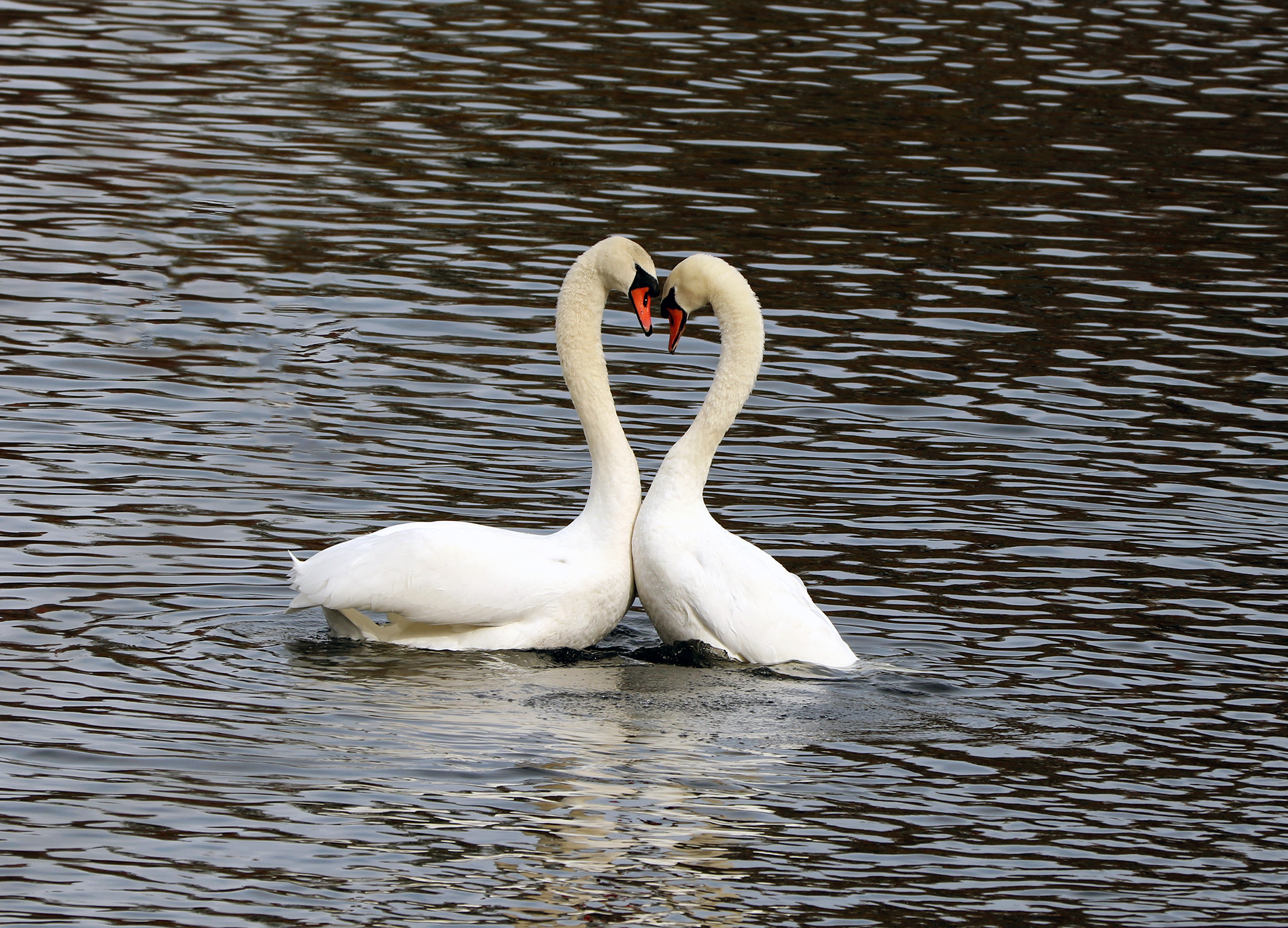 Mute Swans on the Merrimack River