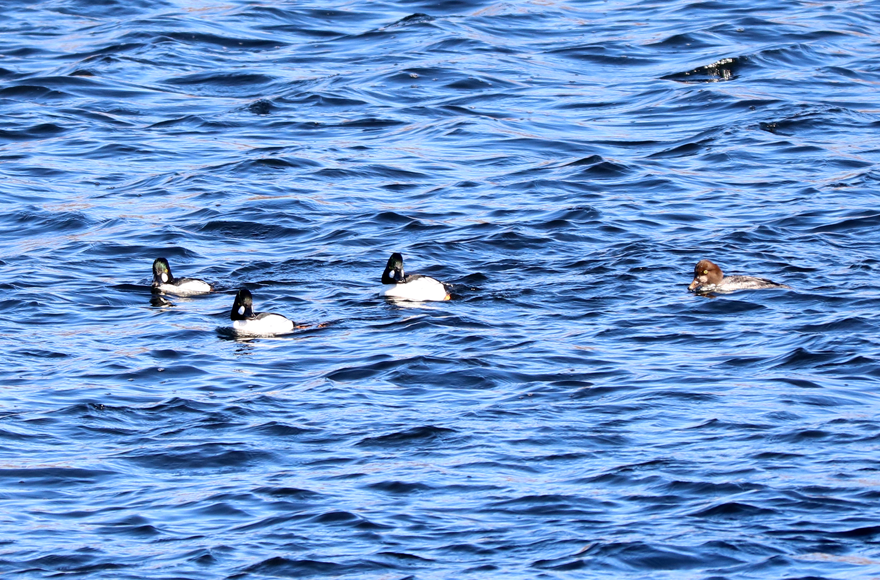 Common Goldeneye males arrive on the Merrimack River.