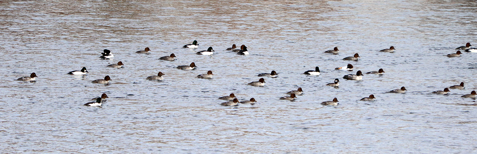 Common Goldeneyes on the Merrimack River