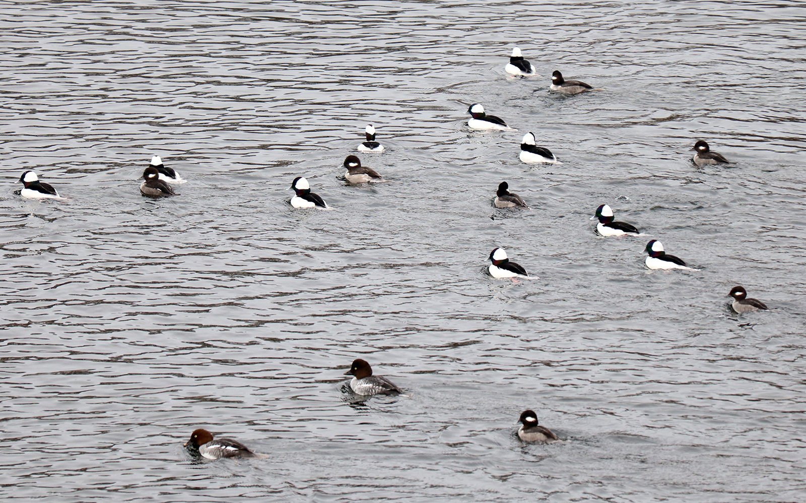 Common Goldeneyes and Buffleheads on the Merrimack River