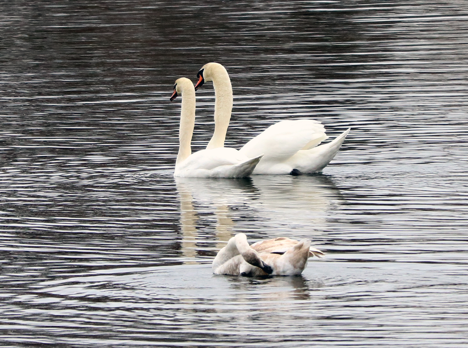A Mute Swan family reunites