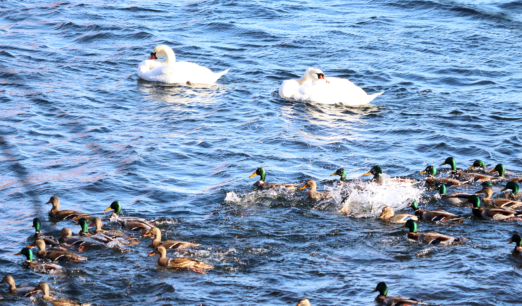 Mute Swan join the Mallards