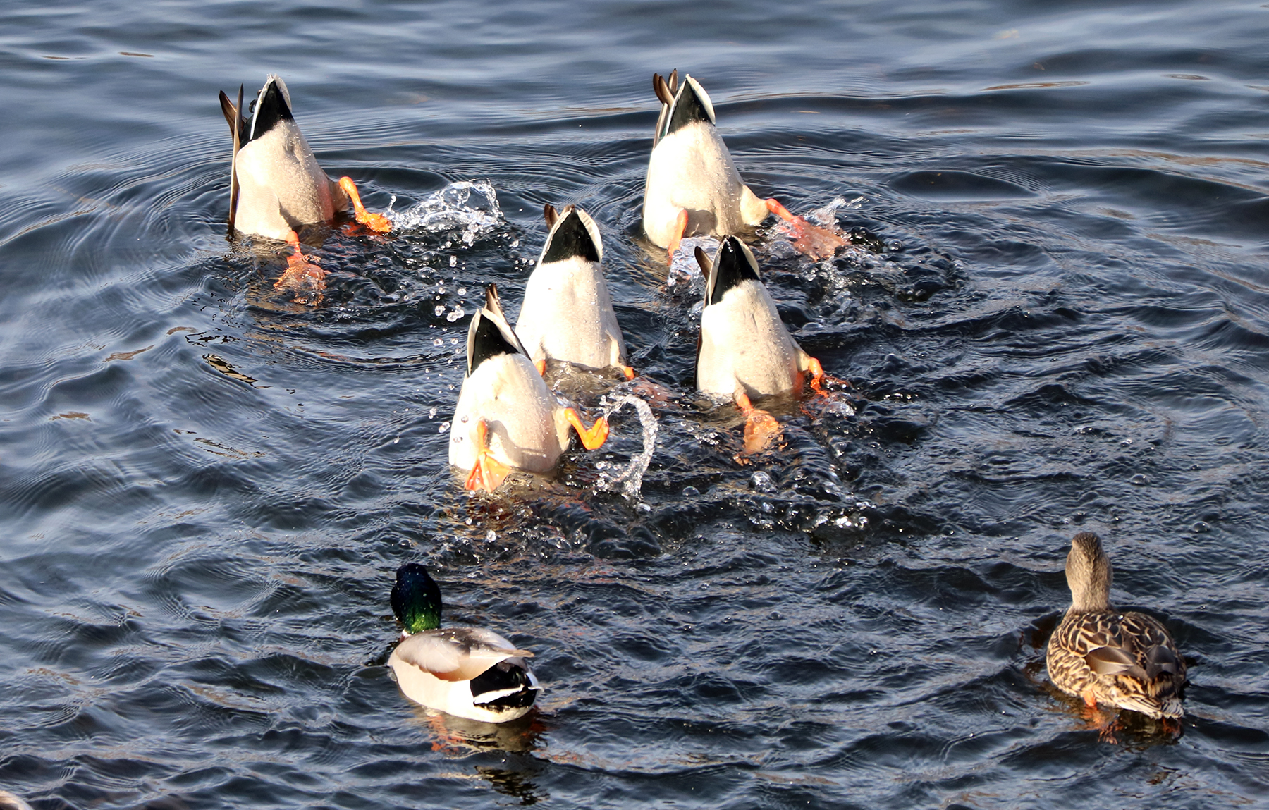 Mallard females try synchronized flying.