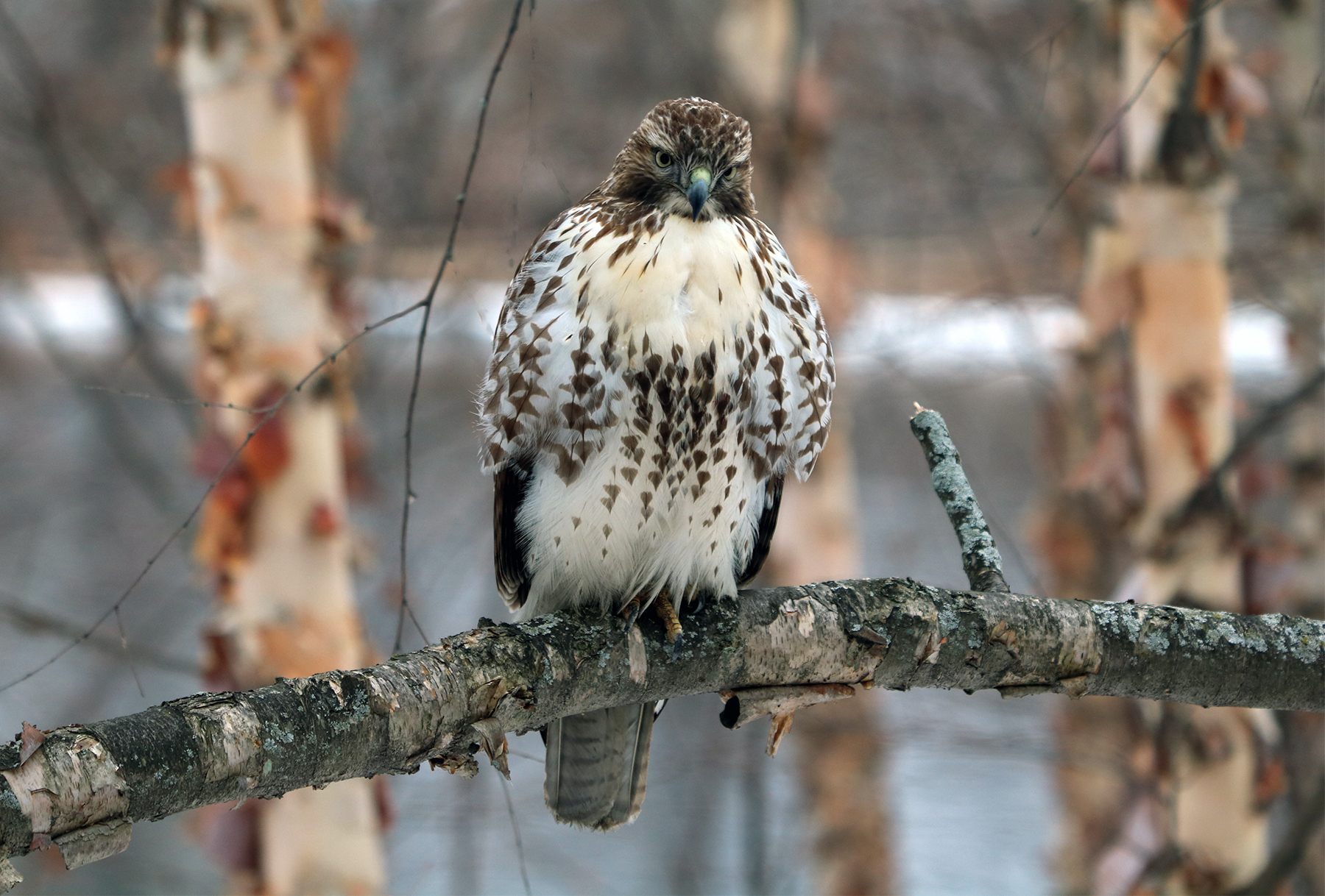 Red-tail Hawk juvenile