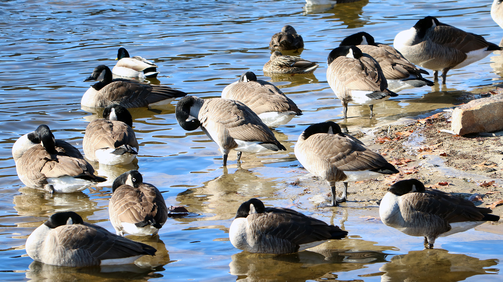 Common Goldeneyes on the Merrimack River
