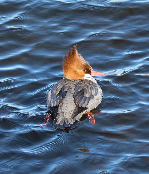 Common Merganser Female