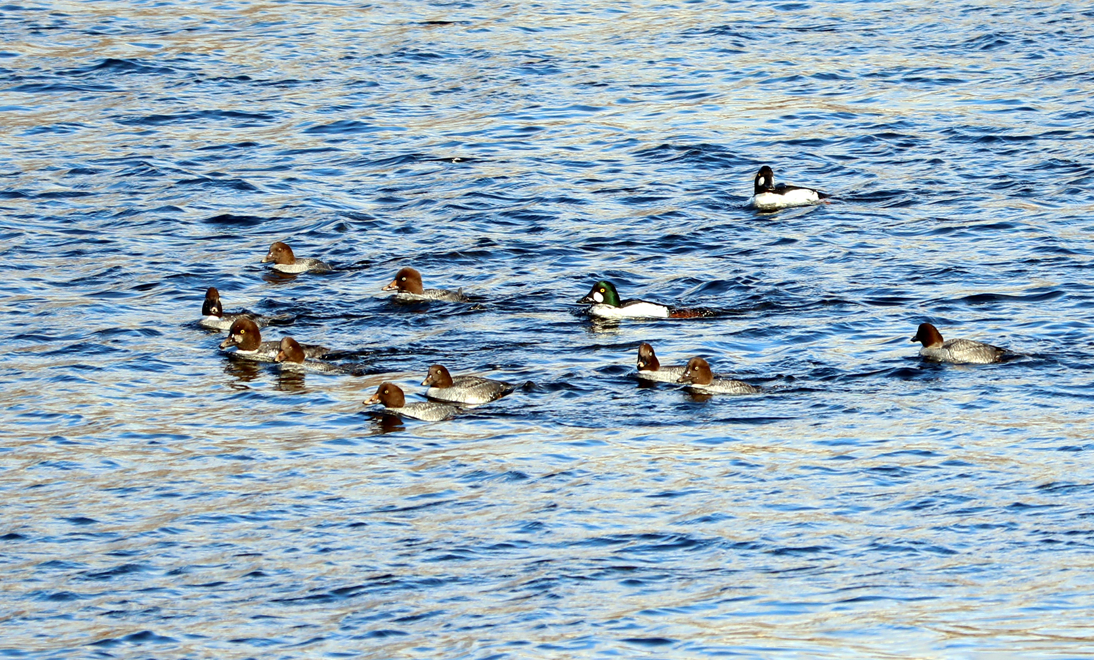 Common Goldeneyes rafting on the Merrimack River.