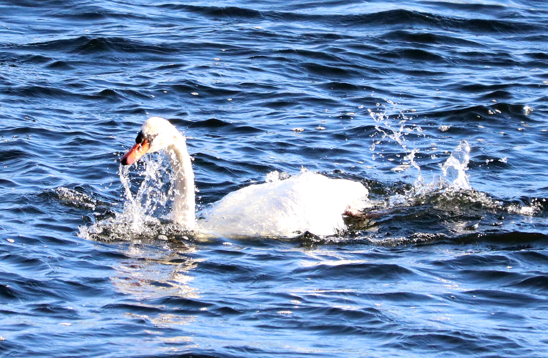 Mute Swan copies the diving antics of the Mallards.