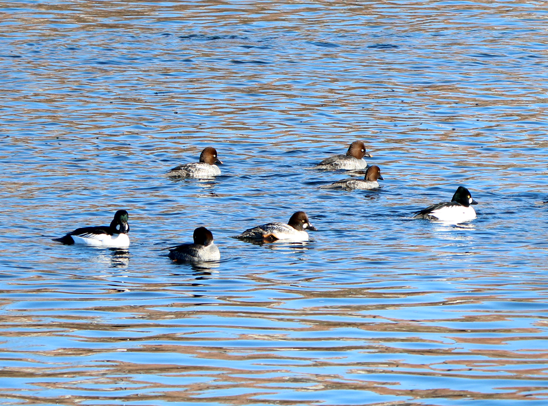 The Common Goldeneyes form smaller groups adjacent to the Tsongas Center in Lowell.