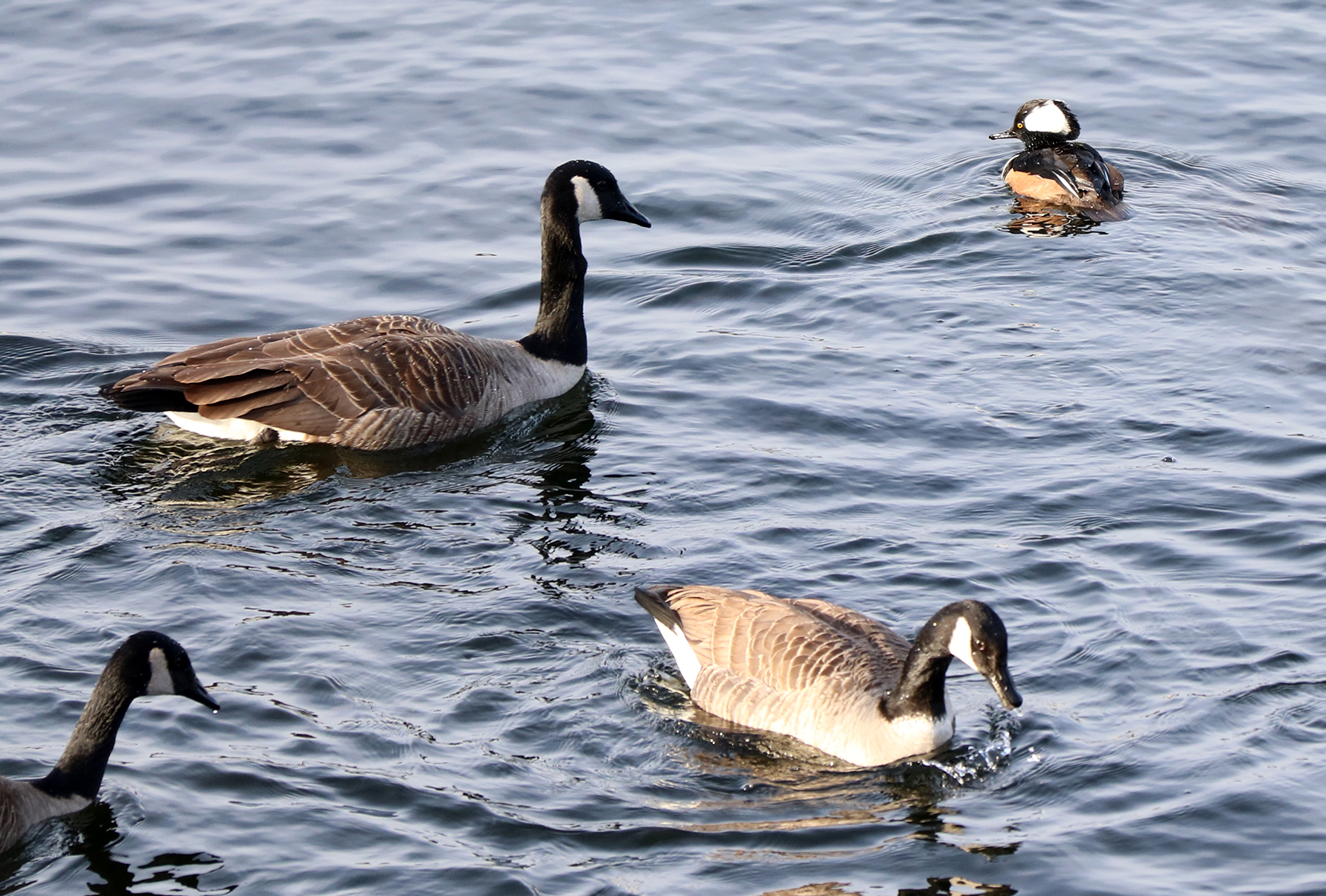 Hooded Merganser among Canada Geese
