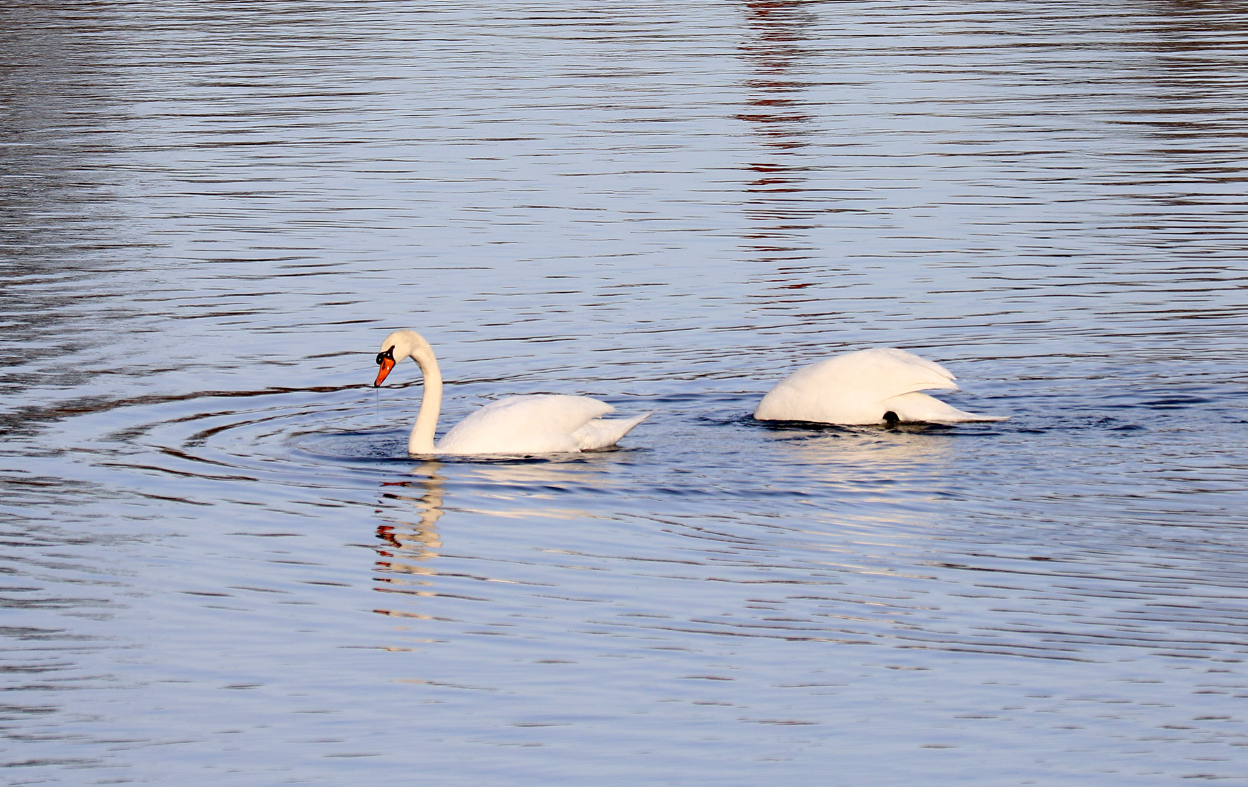 8 Mute Swans are situated in various parts of the Merrimack River and in the Riverbend.