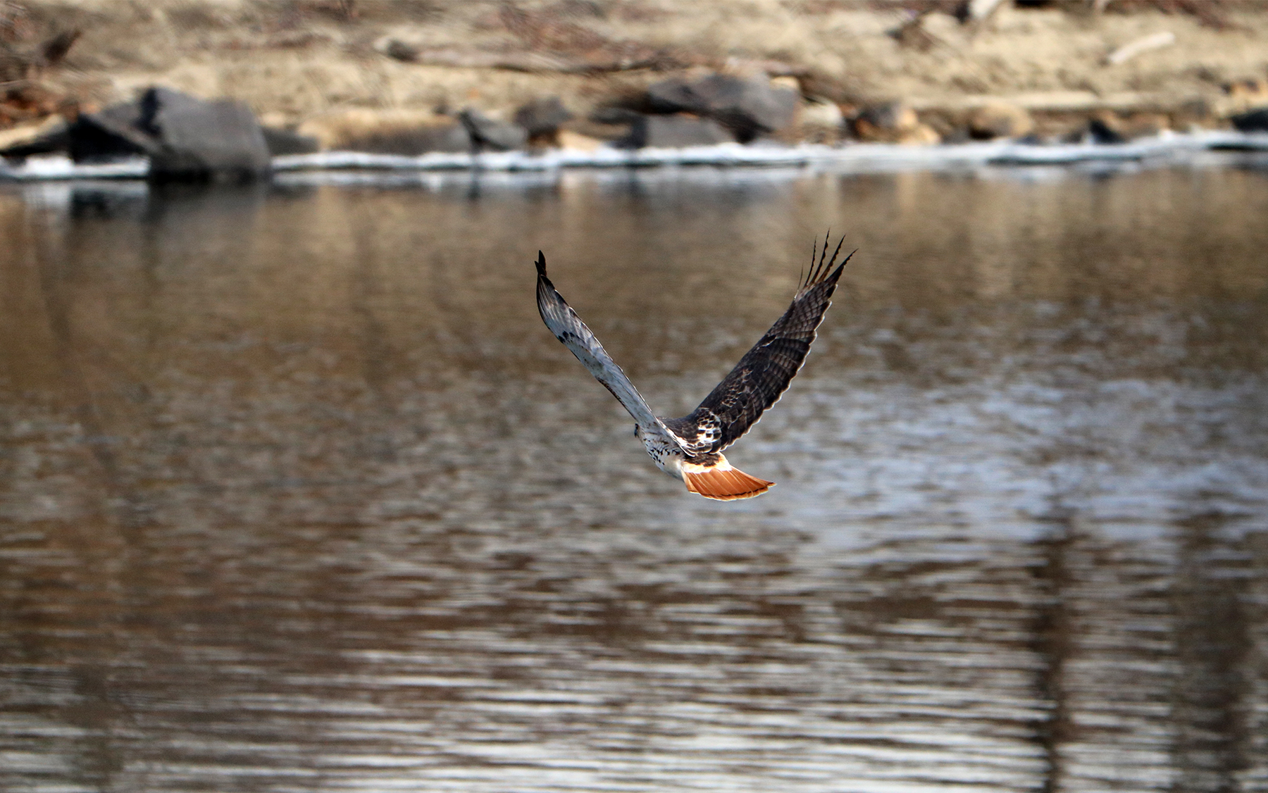A Red-tailed Hawk crosses the Merrimack River.