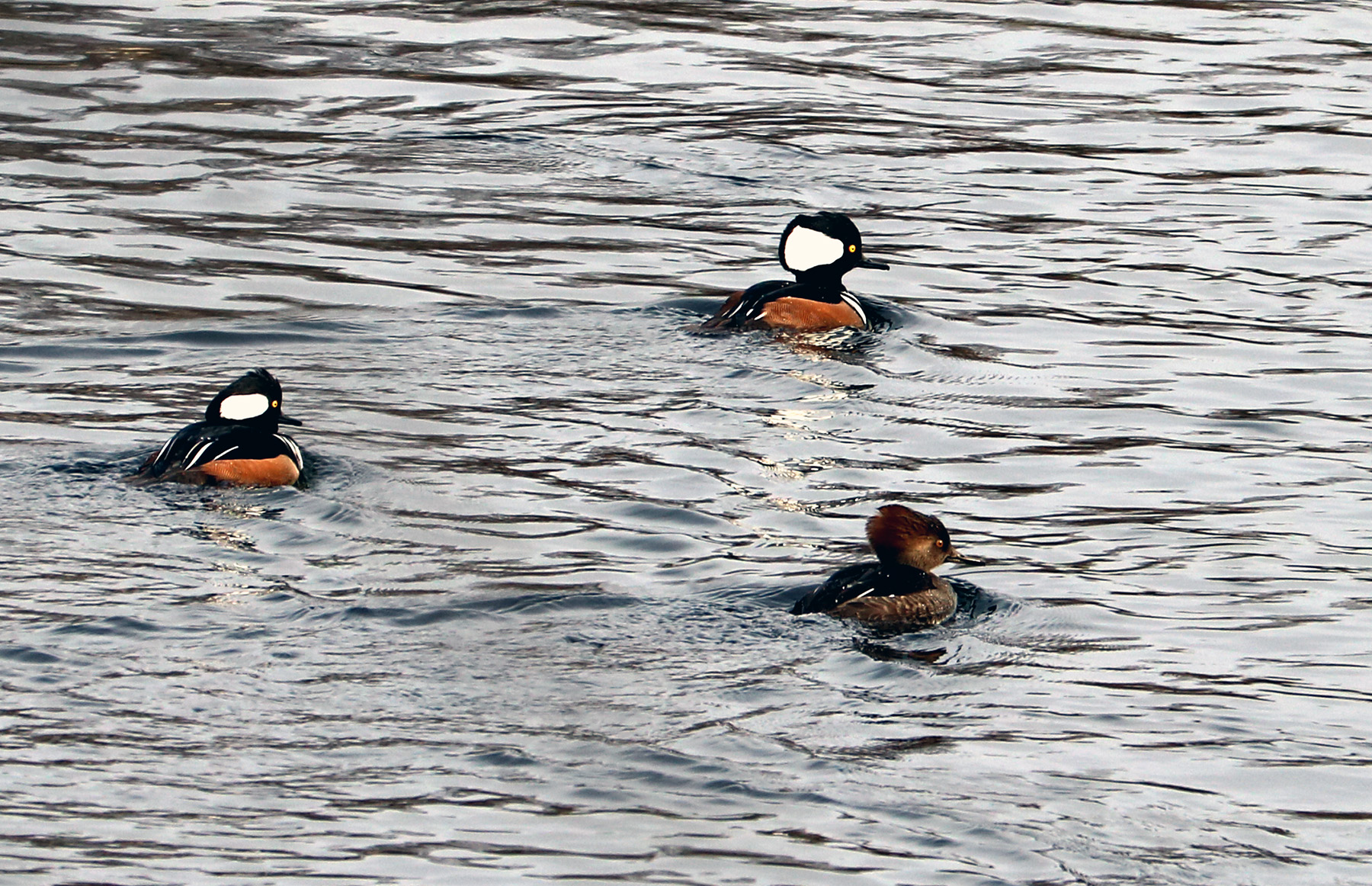 Hooded Mergansers: 2 males and 1 female