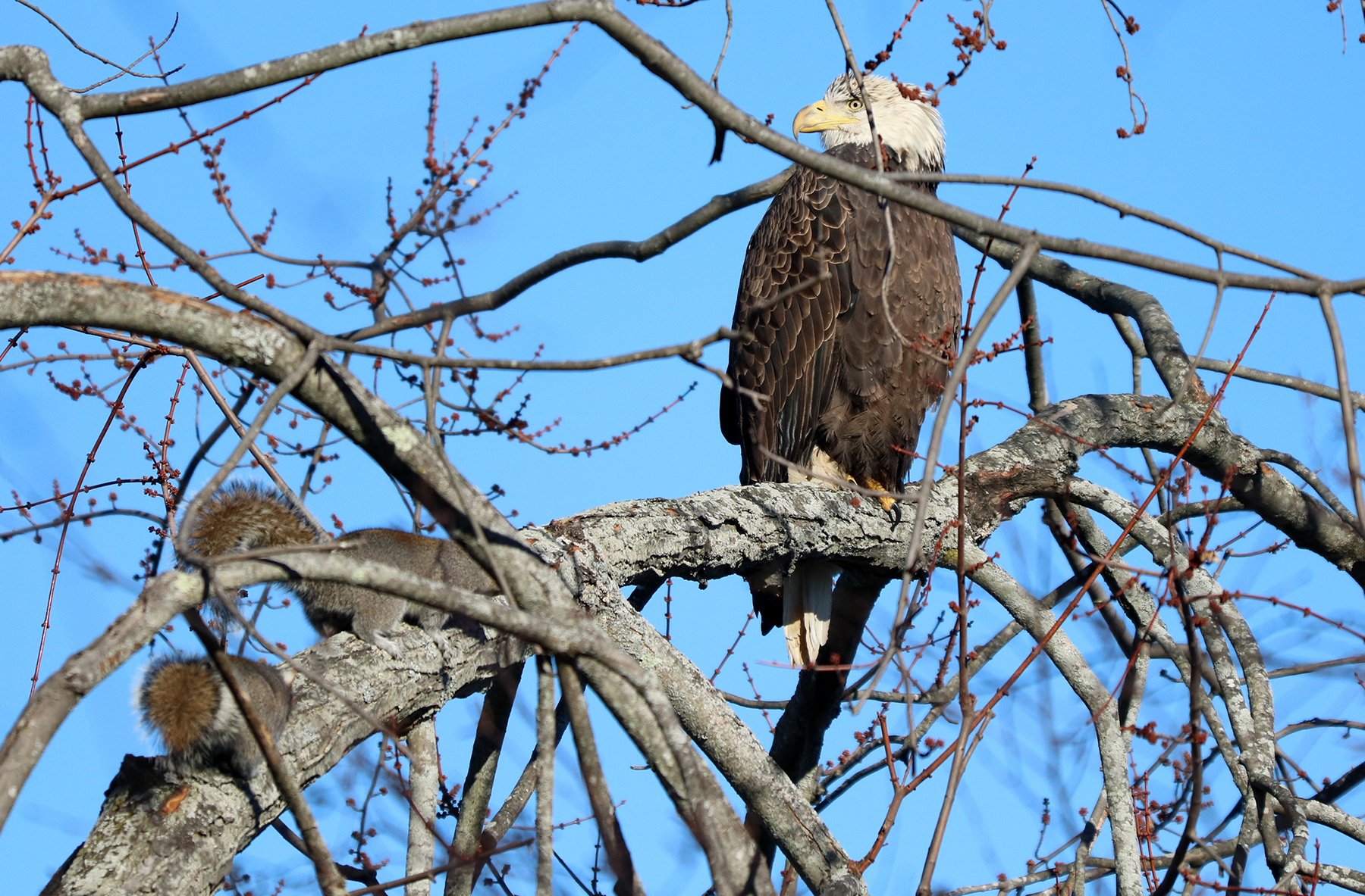 Young Bald Eagle in a red maple tree