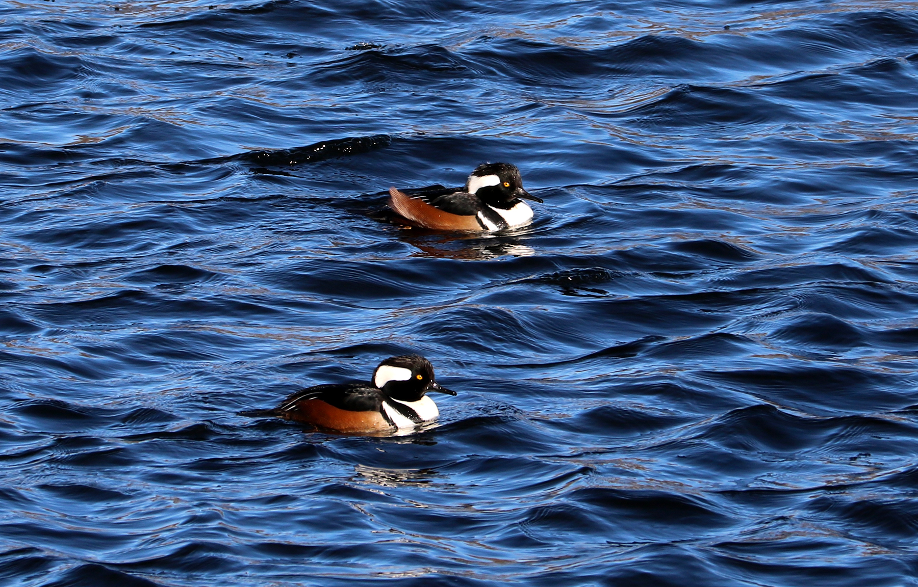 Hooded Merganser males on the Merrimack River in Lowell