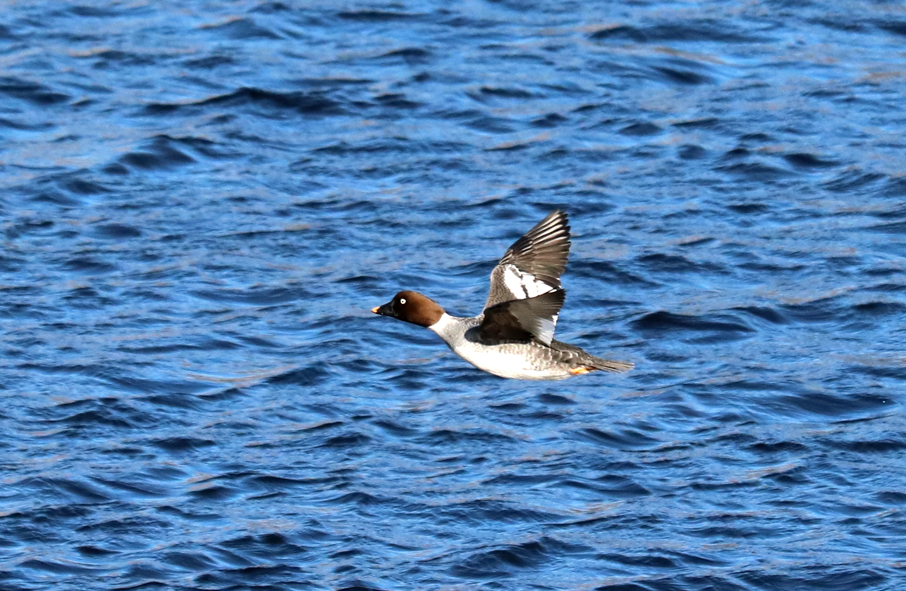 Common Goldeneye female