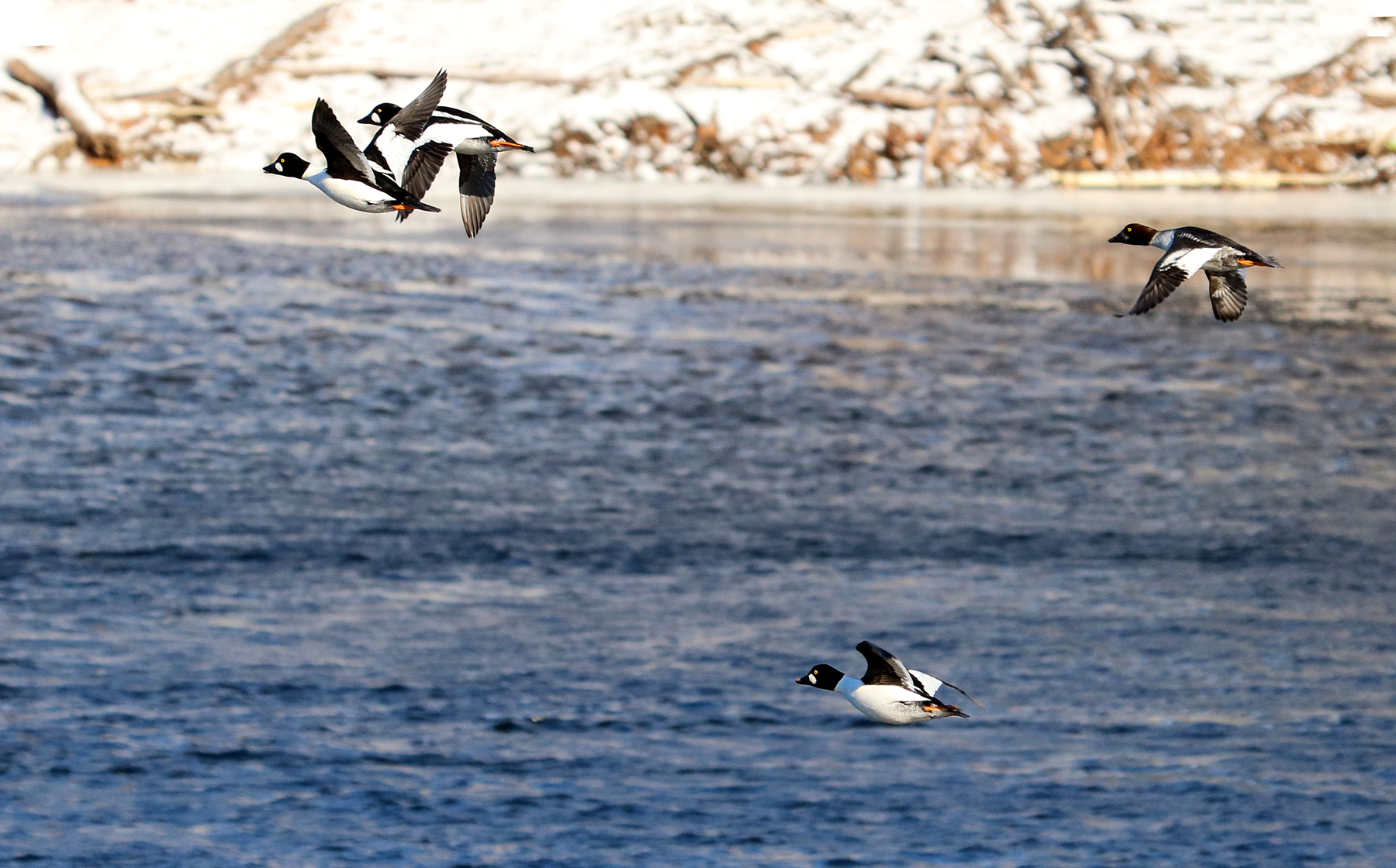 Common Goldeneyes take flight.