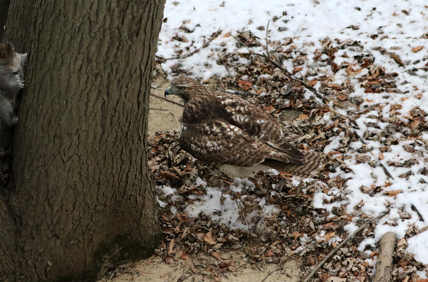 A Red-tailed Hawk juvenile pursues a squirrel amidst the river birches.