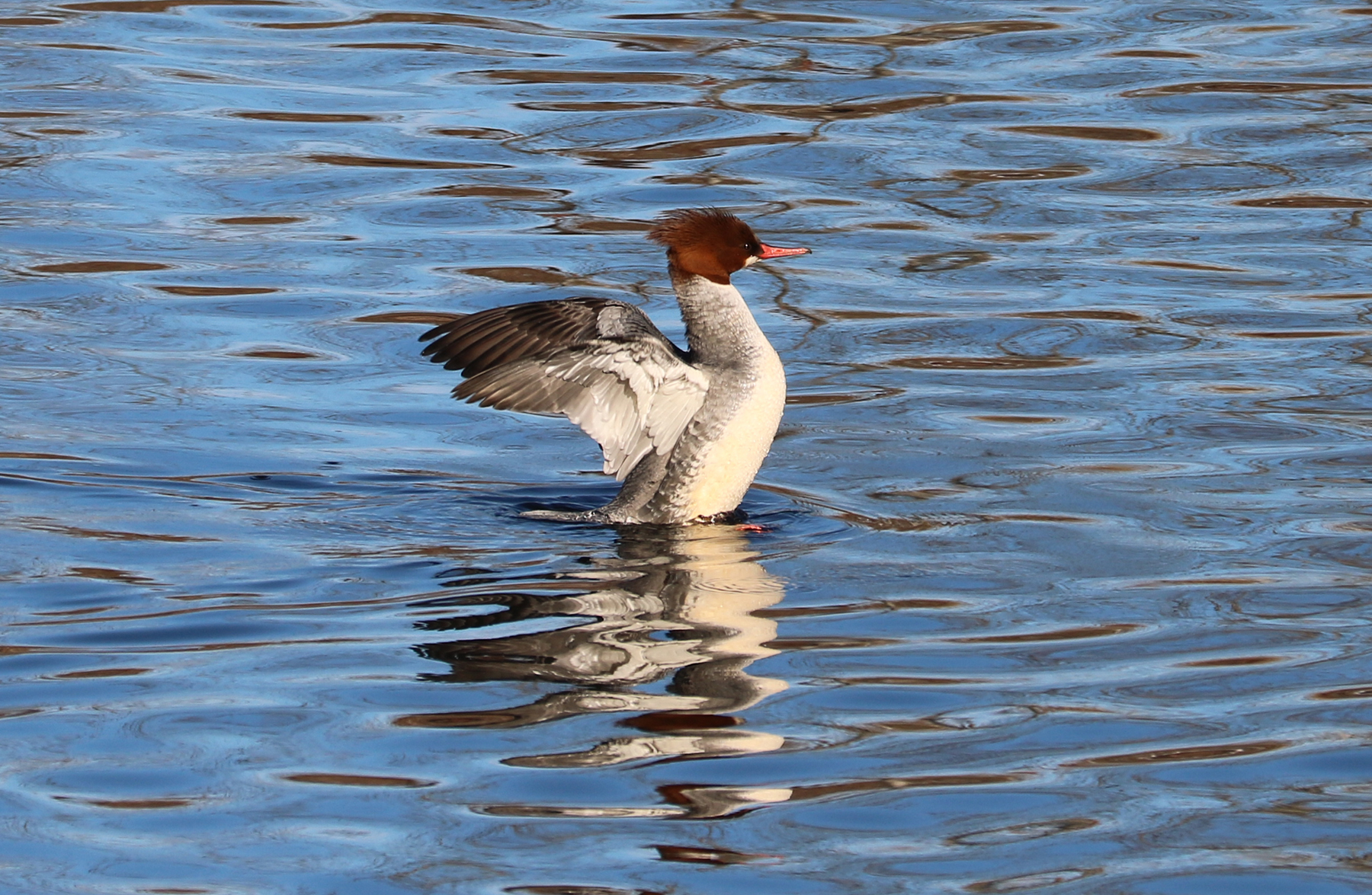 A Common Merganser female flaps her wings.